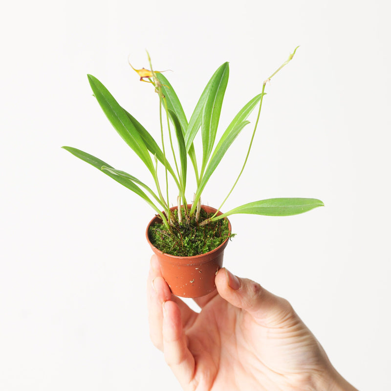Masdevallia oreas Plants GrowTropicals