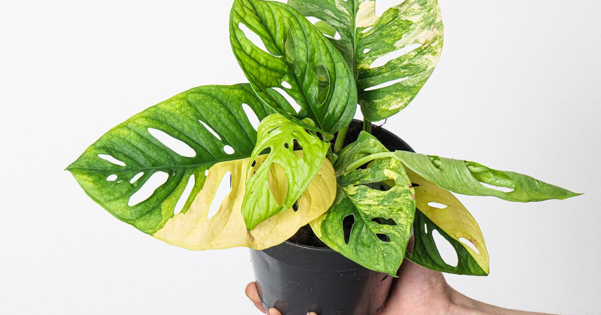 Monstera adansonii 'Variegated' | Plants