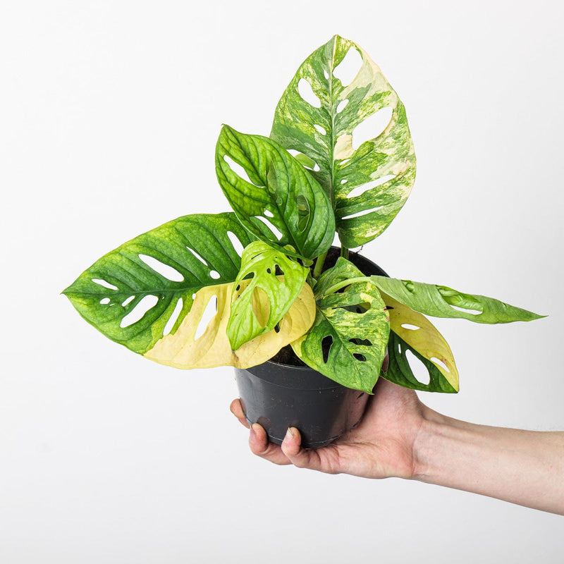 Monstera adansonii 'Variegated' 14cm (Aurea) Plants GrowTropicals