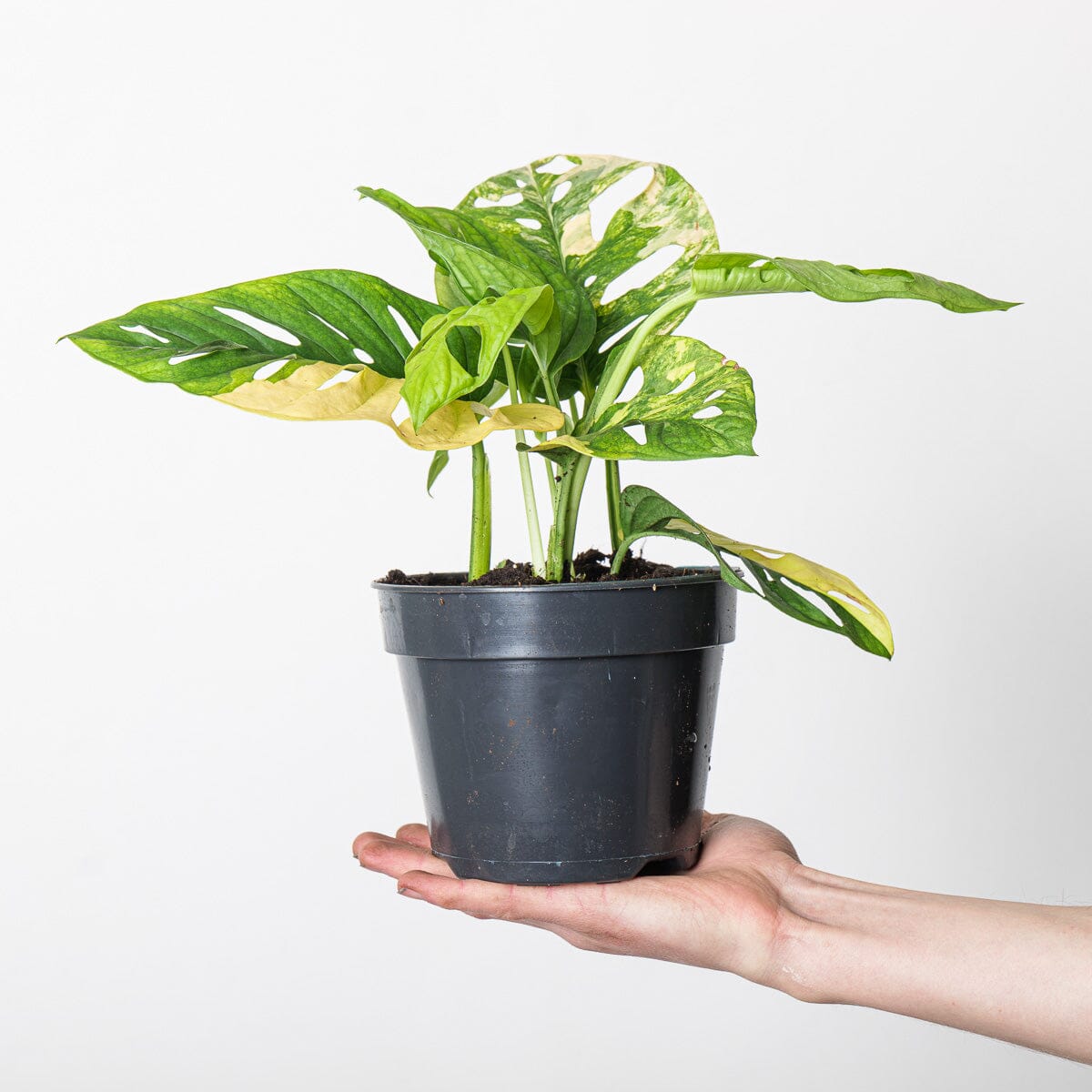 19)Monstera adansonii variegated モンステラ アダンソニー