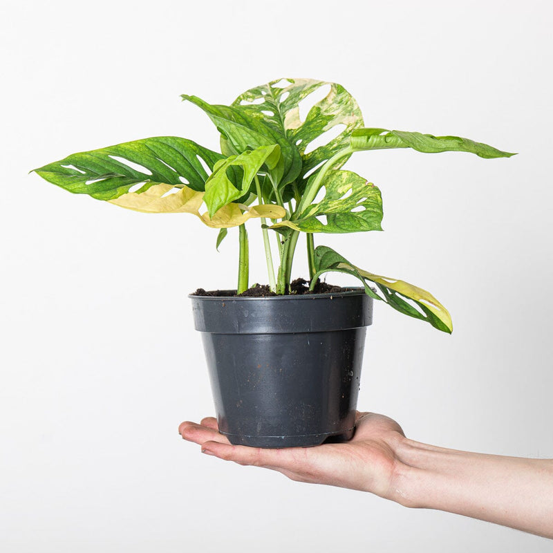 Monstera adansonii 'Variegated' Plants GrowTropicals