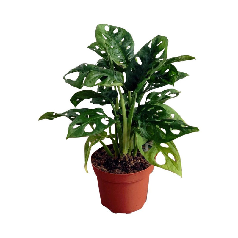 Monstera adansonii 'Monkey Mask' Plants GrowTropicals