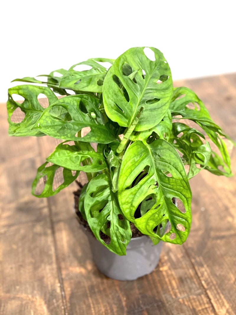Monstera adansonii 'Monkey Mask' Plants GrowTropicals
