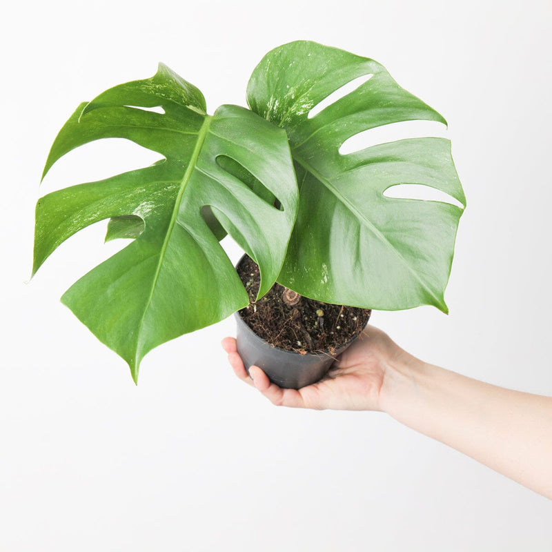 Imperfect Monstera deliciosa Albo Variegata 15cm Light Variegation Plants GrowTropicals