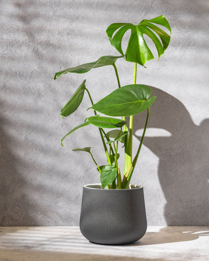 Monstera Deliciosa | Swiss Cheese Plant | 17cm Pot | House Plant - House of Kojo