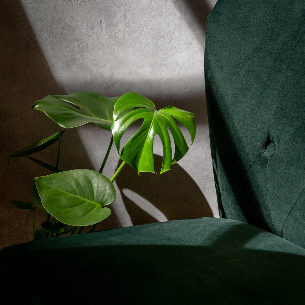 Monstera Deliciosa | Swiss Cheese Plant - GROW TROPICALS