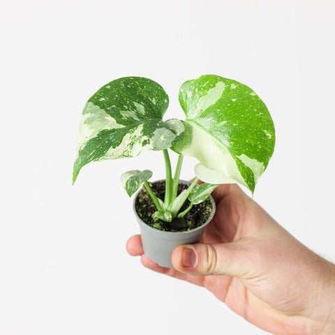 Monstera deliciosa 'Thai Constellation' 6cm Plants GrowTropicals