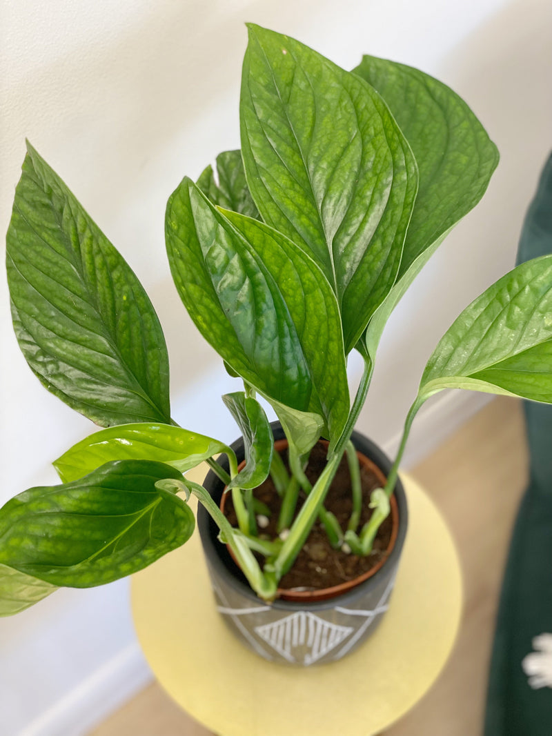 Monstera Pinnatipartita — 12cm