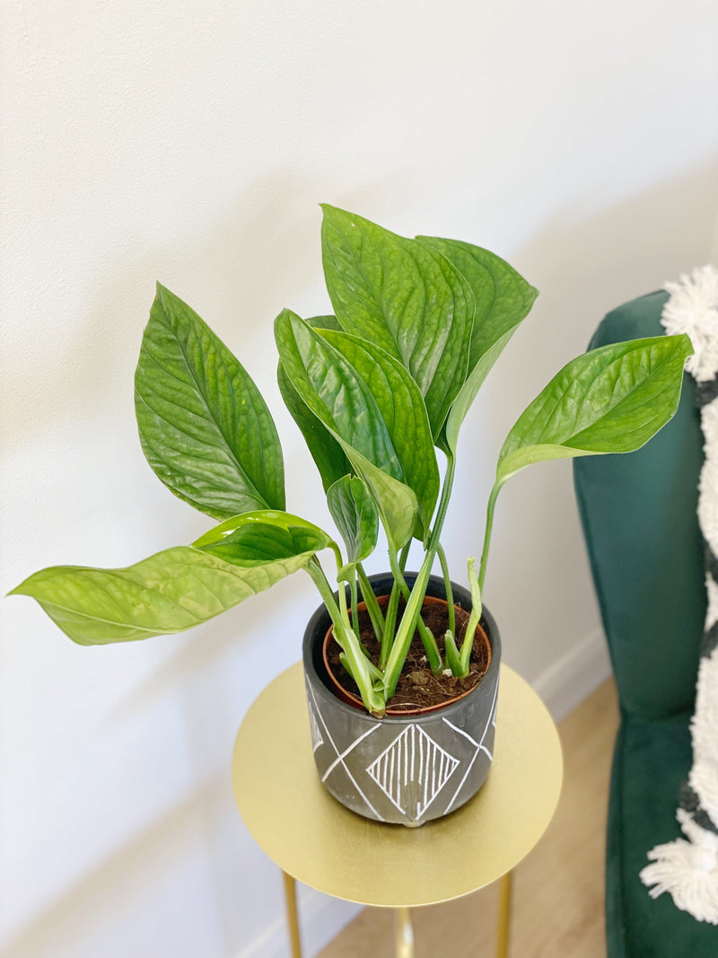 Monstera Pinnatipartita Plants GrowTropicals