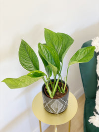 Monstera Pinnatipartita