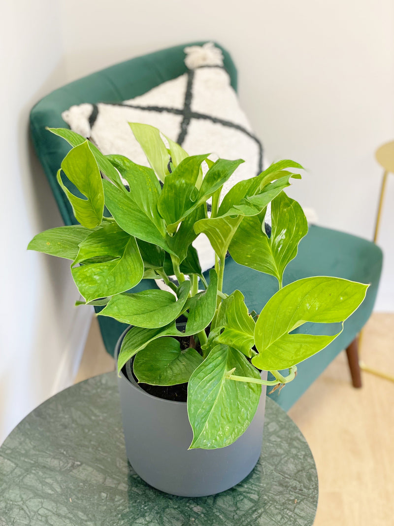 Monstera Pinnatipartita Plants GrowTropicals