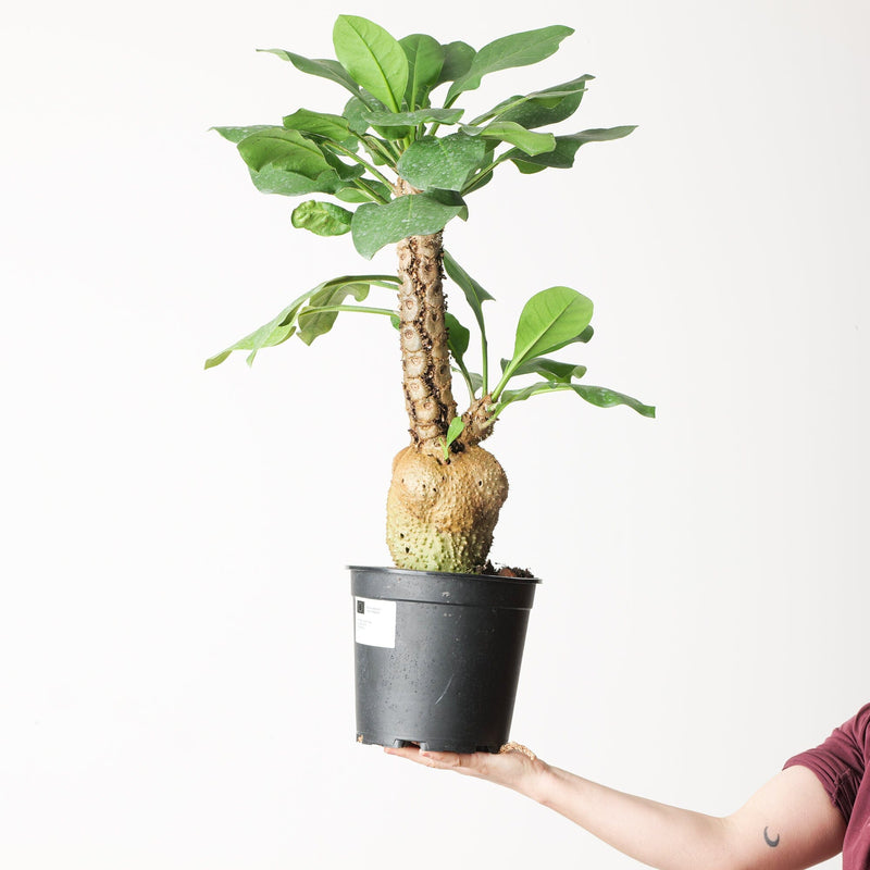 Myrmecodia beccarii 21cm Plants GrowTropicals
