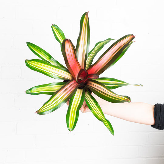 Neoregelia 'Fancy' Plants GrowTropicals