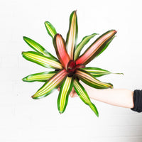 Neoregelia 'Fancy'