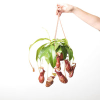 Nepenthes 'Gaya'