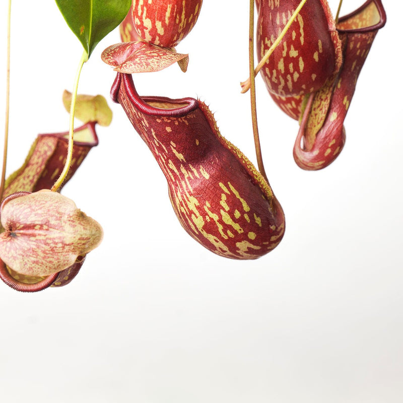 Nepenthes 'Gaya' Plants GrowTropicals