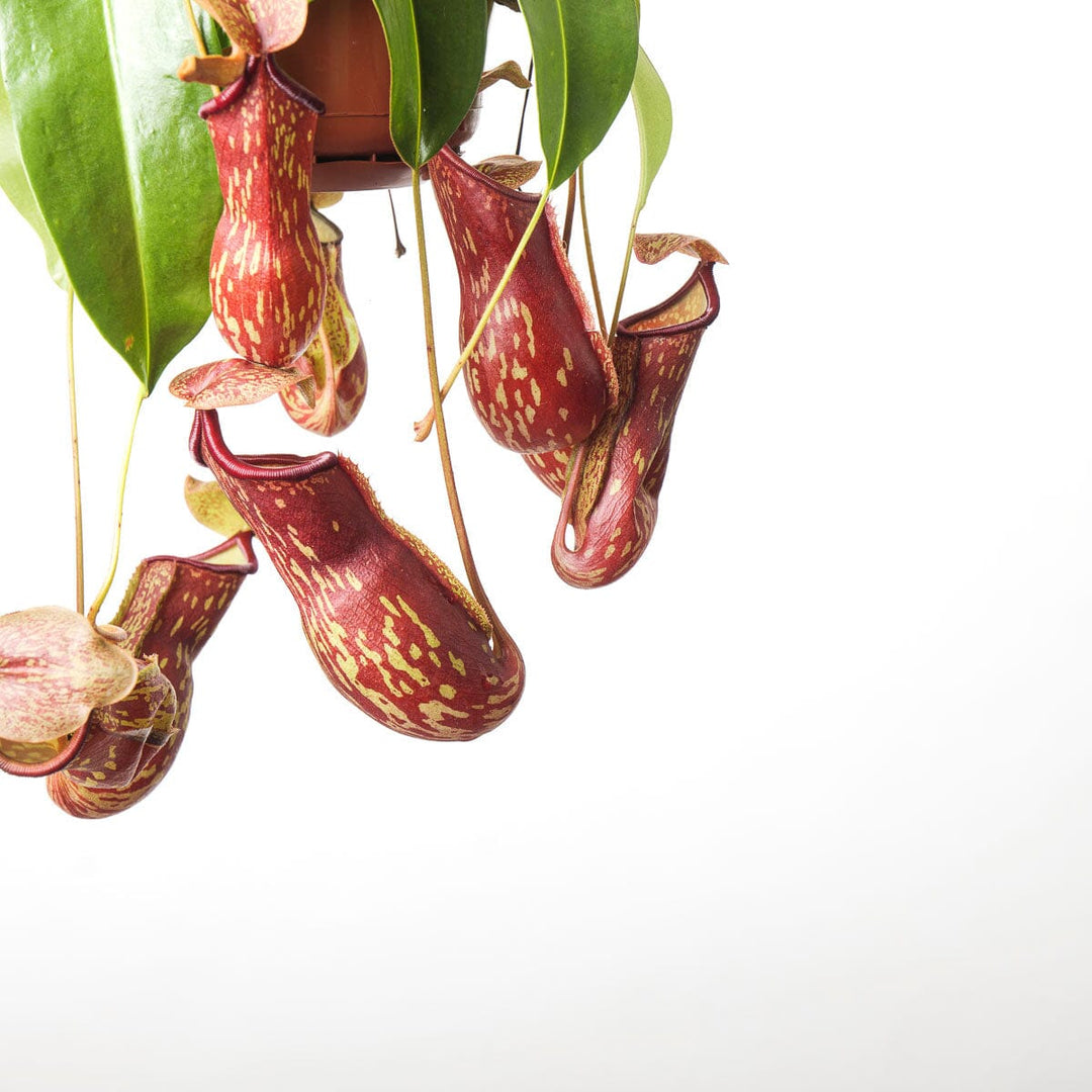 Nepenthes 'Gaya' Plants GROW TROPICALS