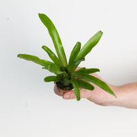Nidularium schultesianum 'Fireball'
