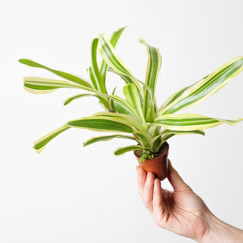 Nidularium schultesianum 'Fireball' Variegated Plants GrowTropicals