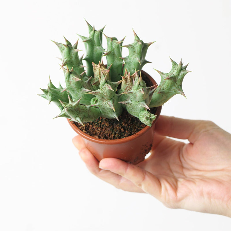 Orbea decaisneana (Stapeliad) Plants GrowTropicals