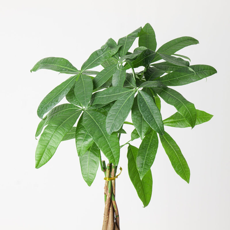 Pachira Aquatica Plants GrowTropicals