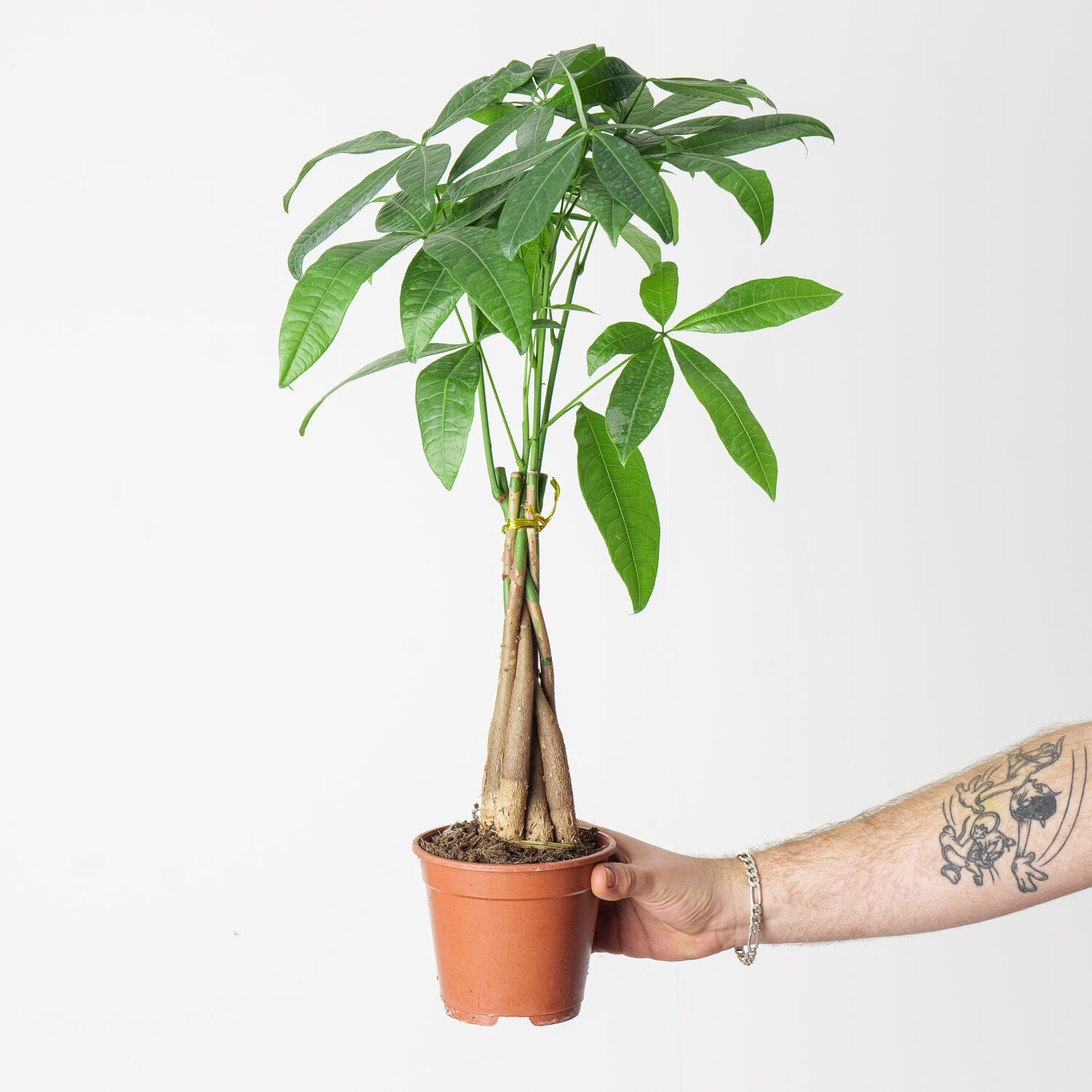 Pachira Aquatica pachira-aquatica