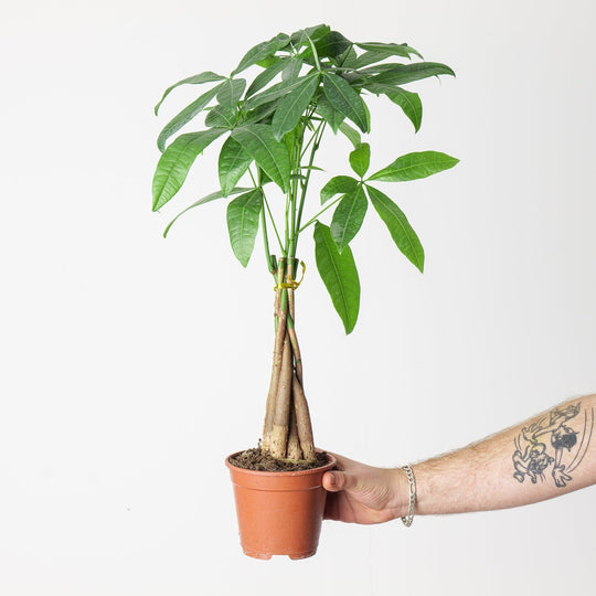 Pachira Aquatica 13cm Plants GrowTropicals