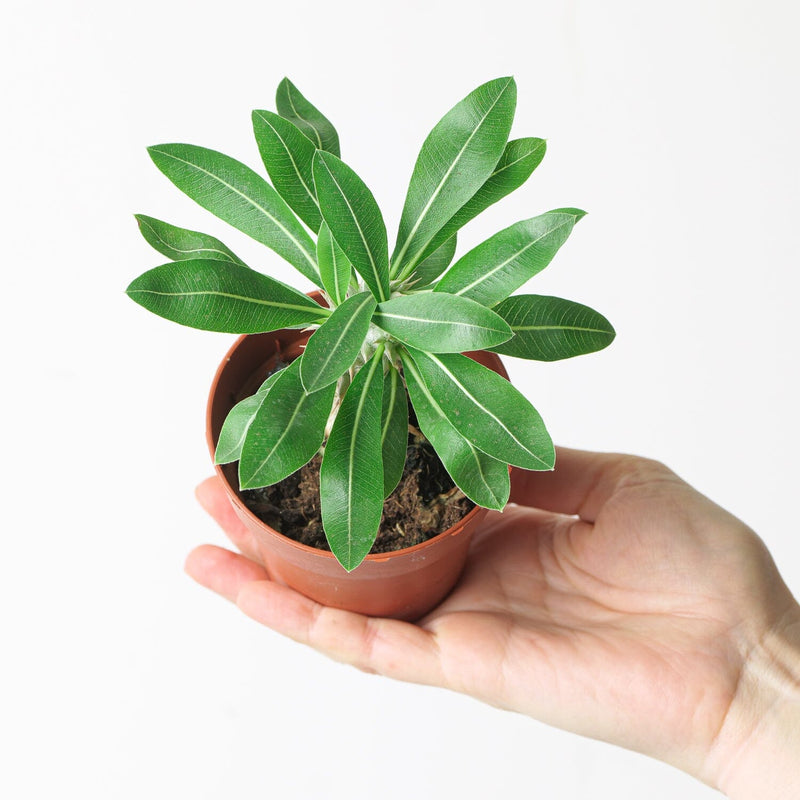 Pachypodium densiflorum — 8cm