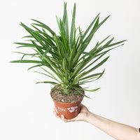 Pachypodium lamerei | Madagascar Palm
