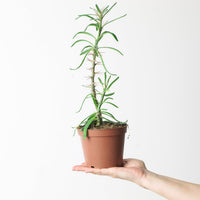 Pachypodium succulentum