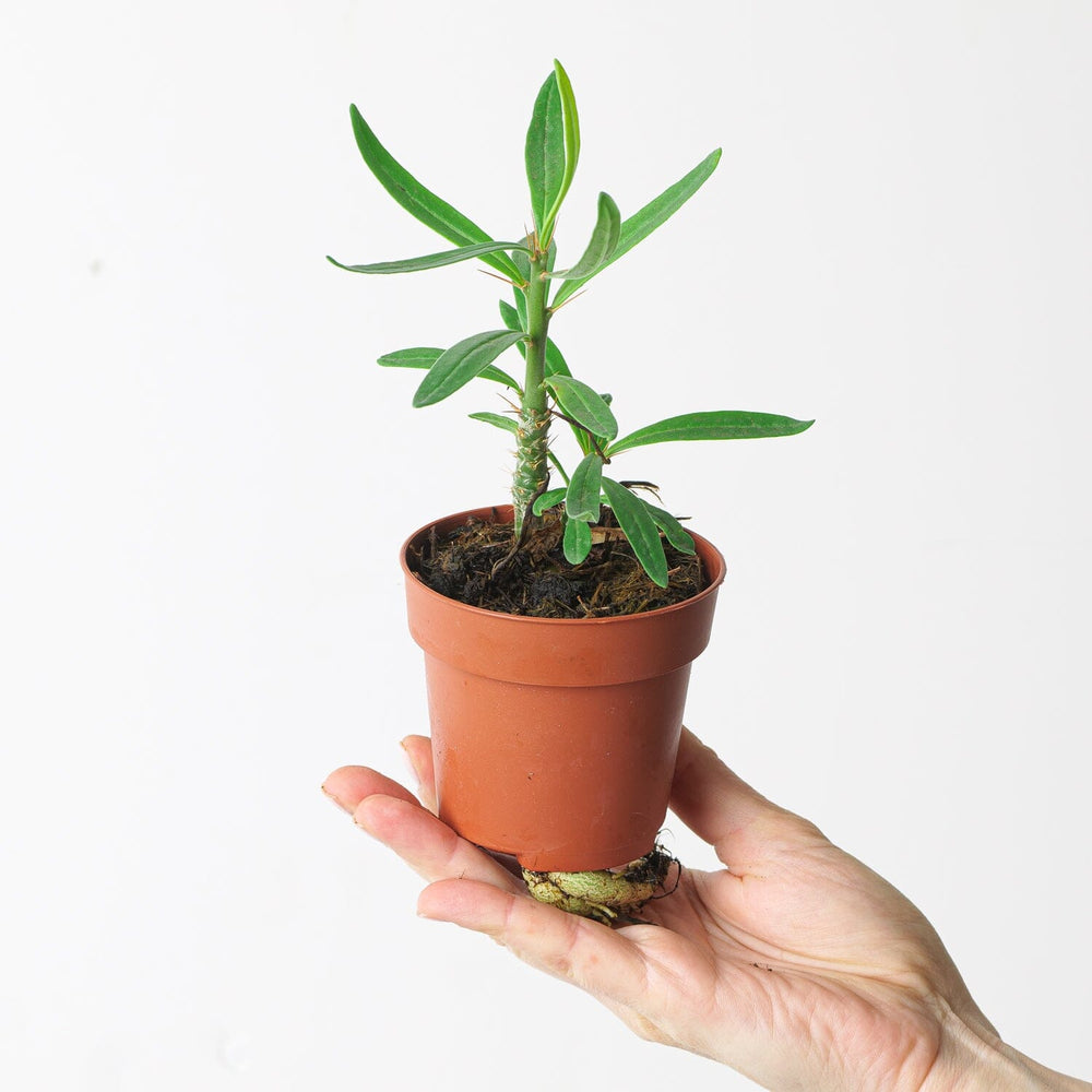 Pachypodium succulentum - GROW TROPICALS
