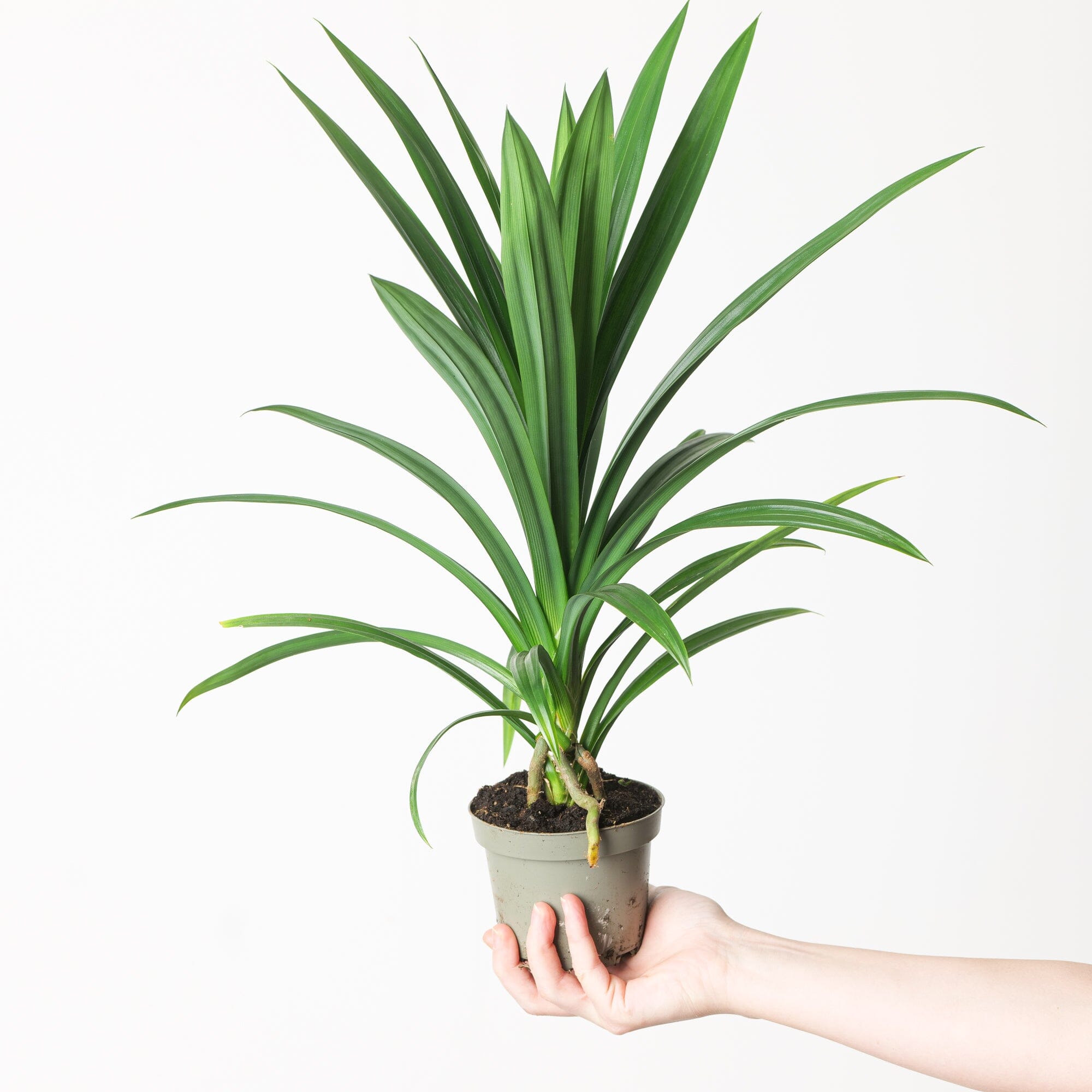pandan indoor plant Pandanus veitchii | Plants