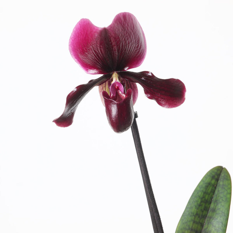 Paphiopedilum 'Black Jack' Plants GrowTropicals