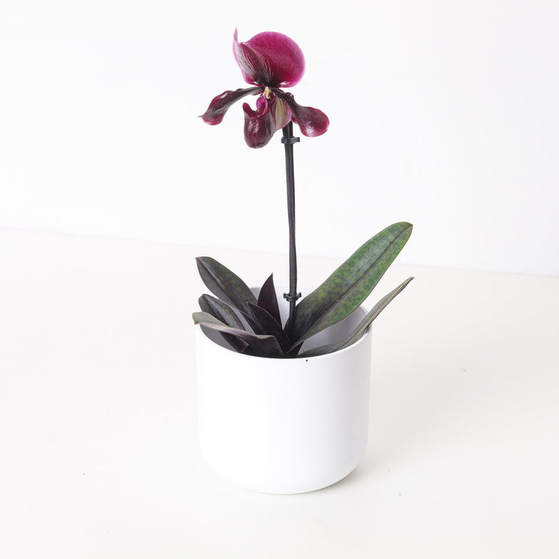 Paphiopedilum 'Black Jack' — 9cm (Not in bloom)