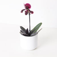 Paphiopedilum 'Black Jack'