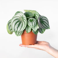 Peperomia argyreia (Watermelon Peperomia)