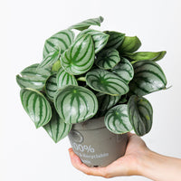 Peperomia argyreia (Watermelon Peperomia)