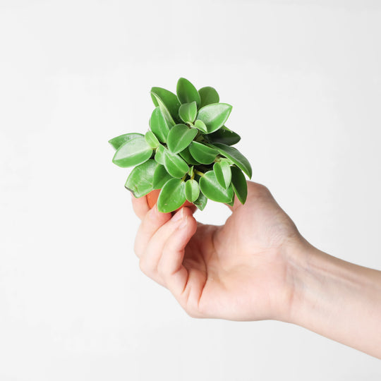 Peperomia 'Pixie' Plants GrowTropicals