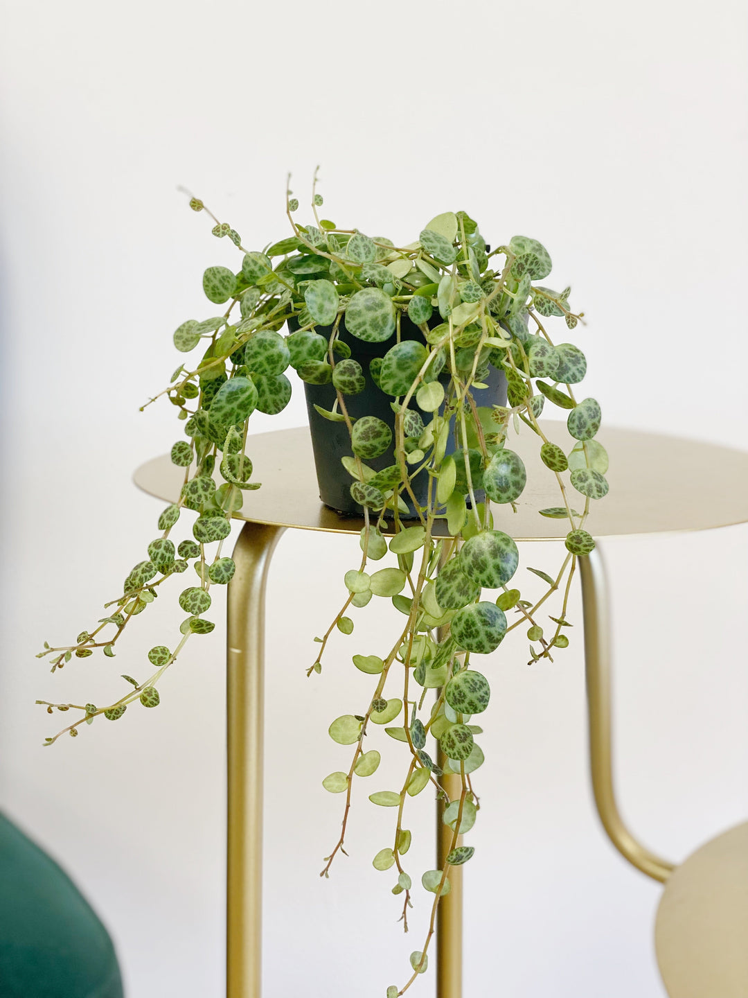 string of turtles house plant Peperomia Prostrata | Plants
