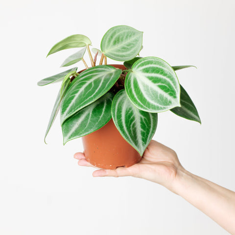 Peperomia pseudovariegata var. sarcophylla Plants GrowTropicals