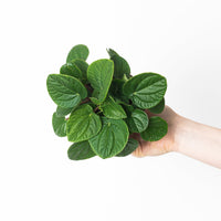 Peperomia rana verde