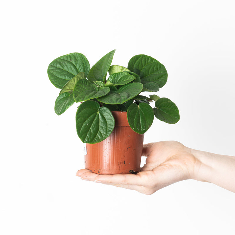 Peperomia rana verde — 6cm