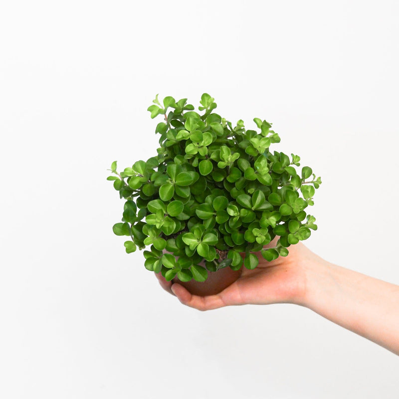 Peperomia rotundifolia 12cm Plants GrowTropicals