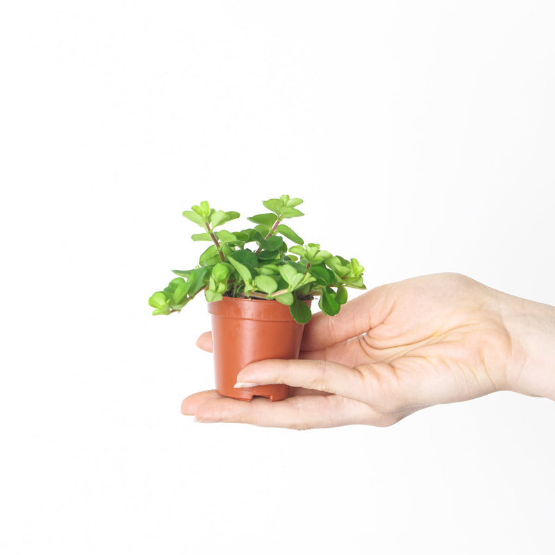 Peperomia rotundifolia Plants GrowTropicals