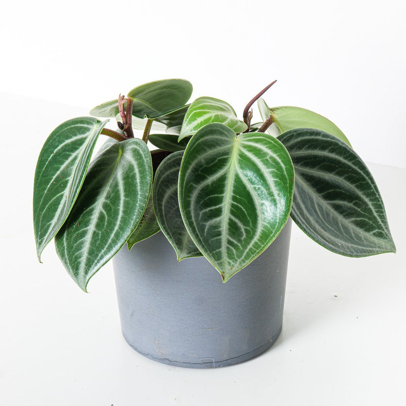 Peperomia Sarcophylla 15cm Plants GrowTropicals