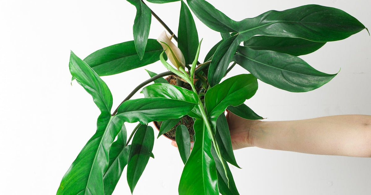 69686 philodendron care Philodendron 69686