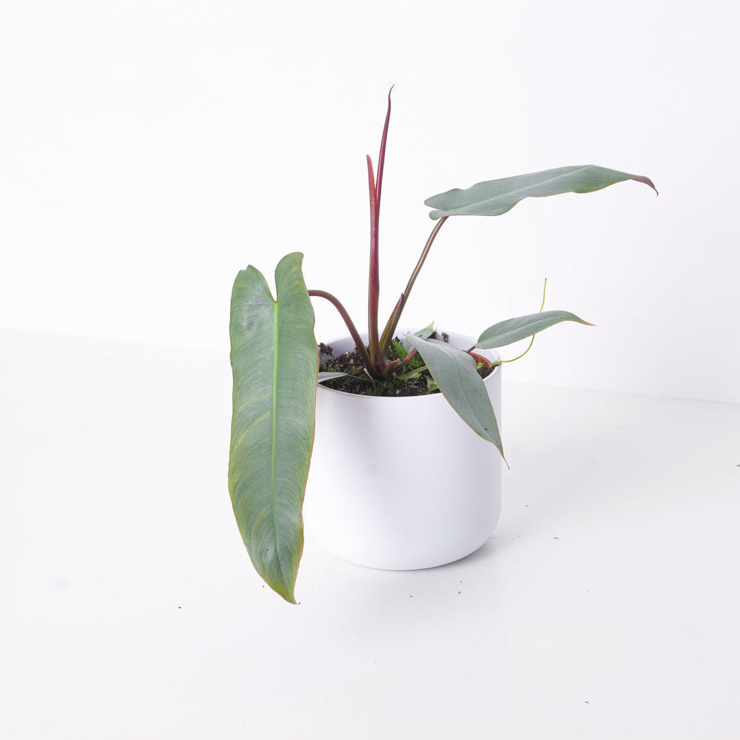 philodendron leopoldina Philodendron atabapoense 'Santa Leopoldina'