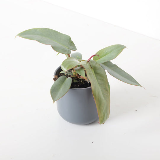 Philodendron atabapoense 'Santa Leopoldina' 9cm Plants GrowTropicals