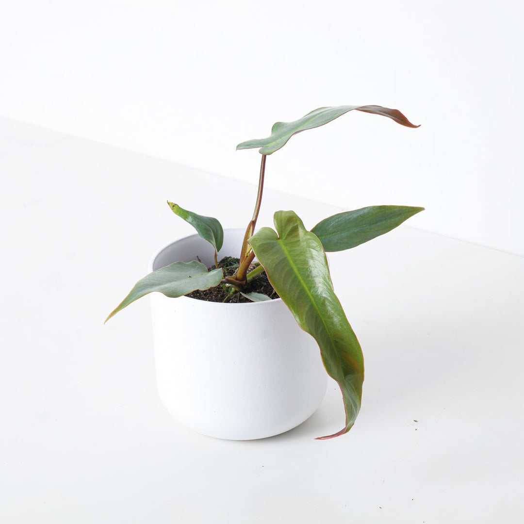 philodendron adobapowindsy Philodendron atabapoense 'Santa Leopoldina'
