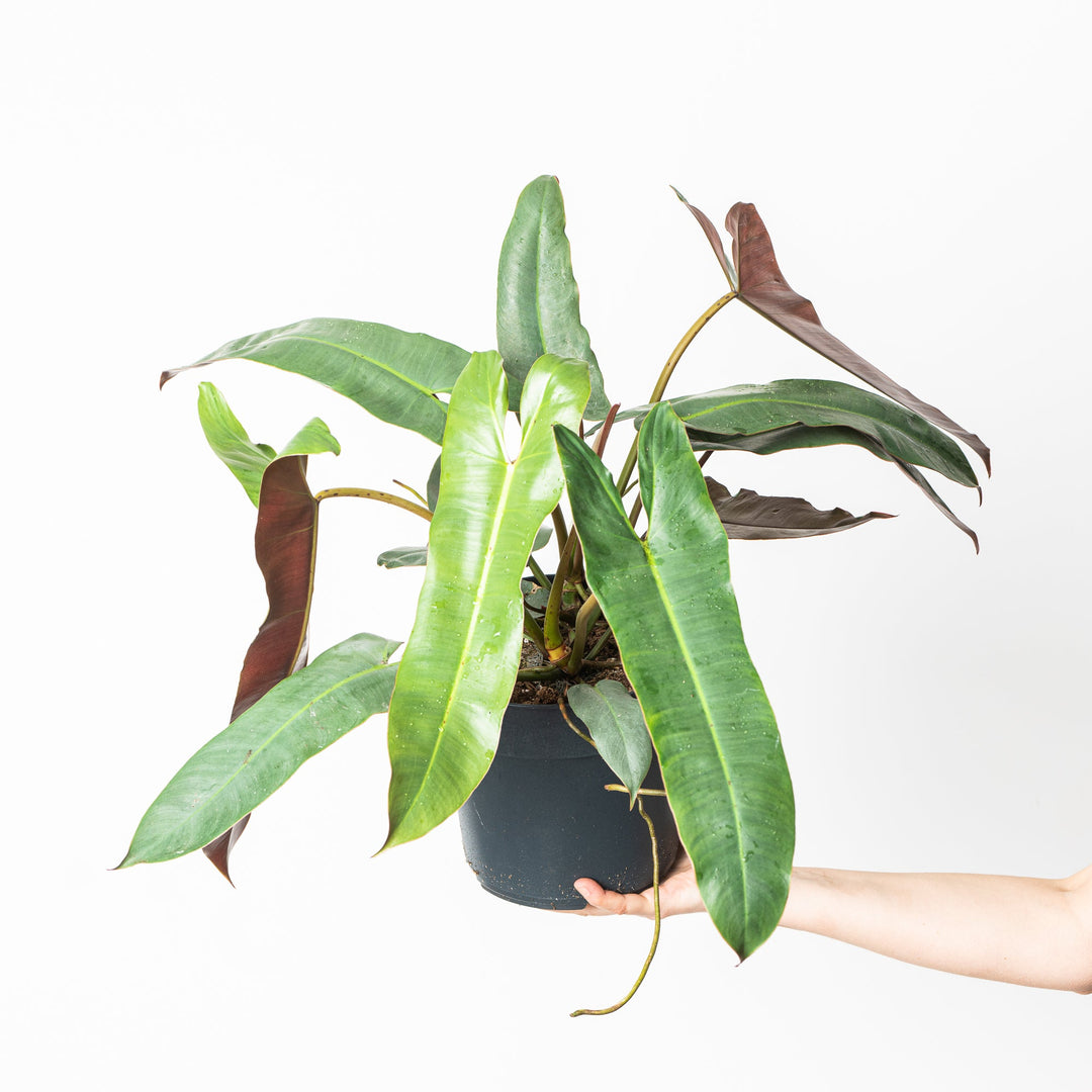 philodendron attenuatum Philodendron atabapoense XL | Plants